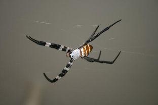 蜘蛛头,揭秘神秘生物的智慧与奥秘  第2张