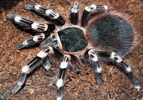 蜘蛛头,揭秘神秘生物的智慧与奥秘  第3张