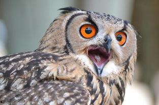 猫头鹰市中心,探寻古老城市的新活力  第2张