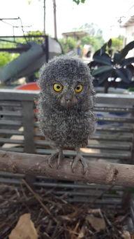 猫头鹰市中心,探寻古老城市的新活力  第3张