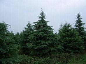 水下雪松,水下雪松的神秘世界  第2张