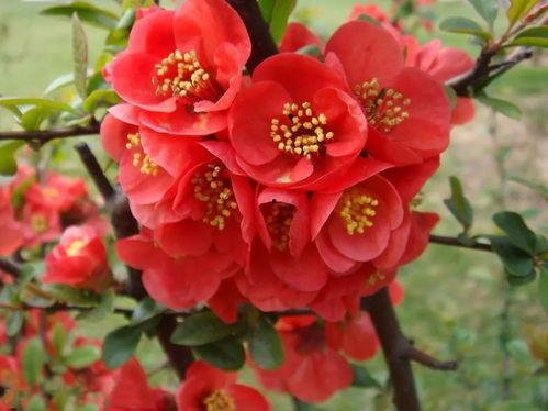 海棠花底醉三千,古韵风情话古今 第2张 海棠花底醉三千,古韵风情话古今 第2张