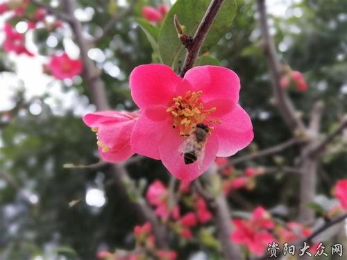 海棠花底醉三千,古韵风情话古今 第3张 海棠花底醉三千,古韵风情话古今 第3张