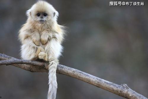 十二猴子,十二猴子的科幻之旅  第2张