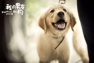 我的猫狗男友  第2张