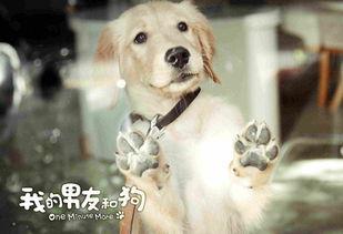 我的猫狗男友  第3张