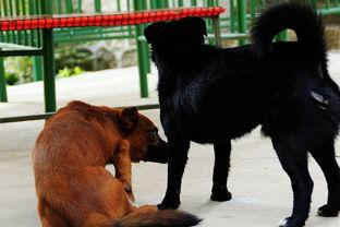 狗的生活,忠诚伙伴的日常点滴