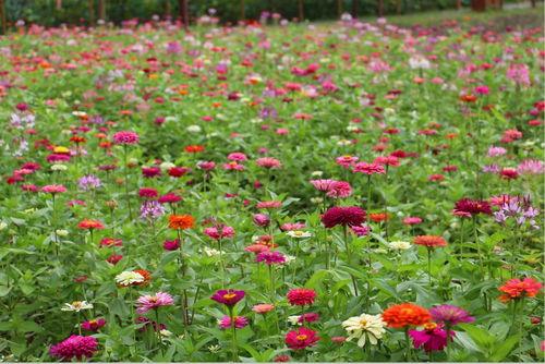 花开百日红,探寻生命之花的永恒魅力  第3张
