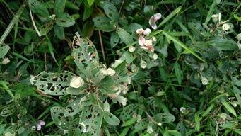 金锁匙,解锁财富与智慧的神秘钥匙