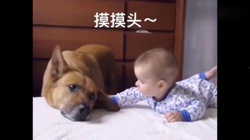 驯兽萌宝惹不起,一场爱与勇气的奇幻之旅  第3张